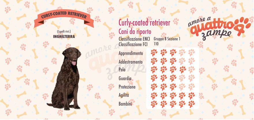 Curly Coated Retriever scheda razza