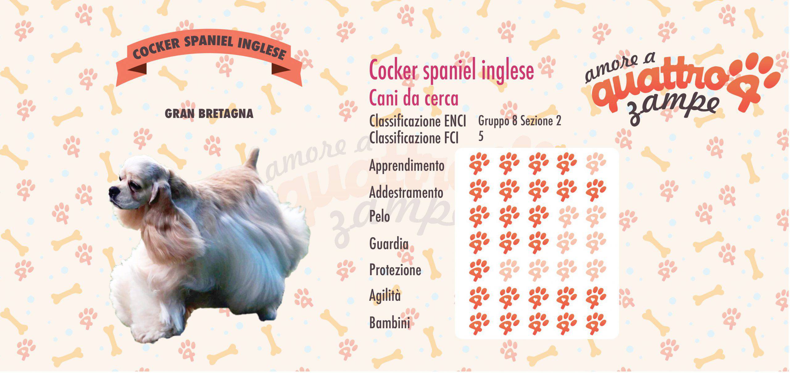 Cocker Spaniel Inglese Scheda Razza Cane Da Cerca E Compagnia