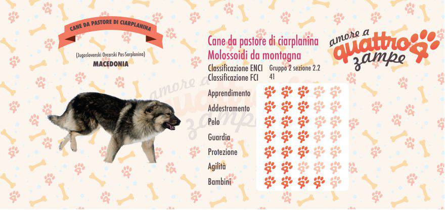 cane da pastore di ciarplanina scheda razza