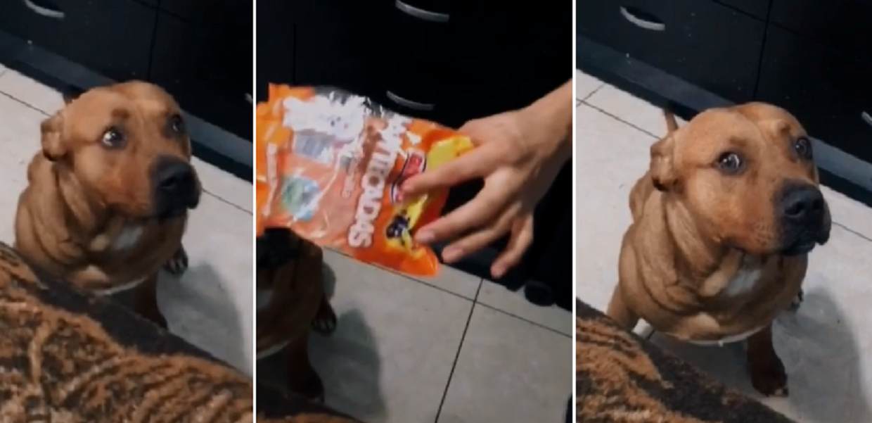 Il cane si sente in colpa dopo aver mangiato le patatine