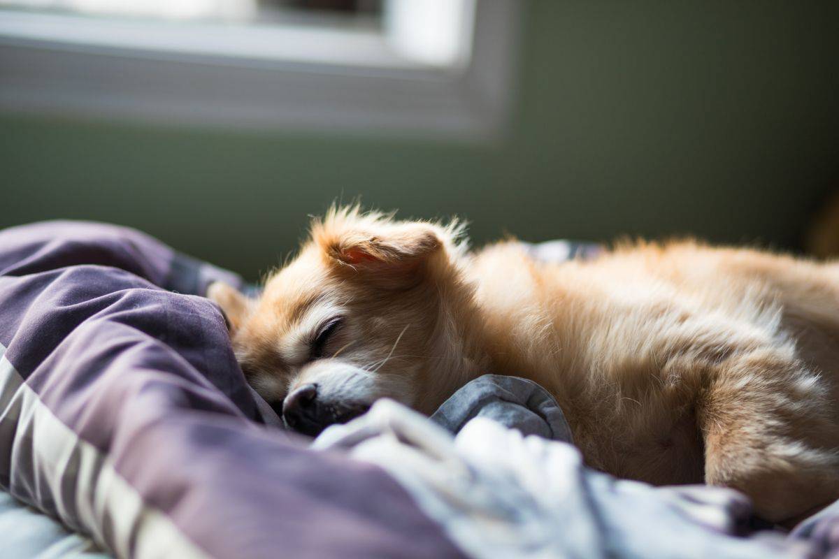 Il cane dorme più del solito: possibili cause e quando preoccuparsi