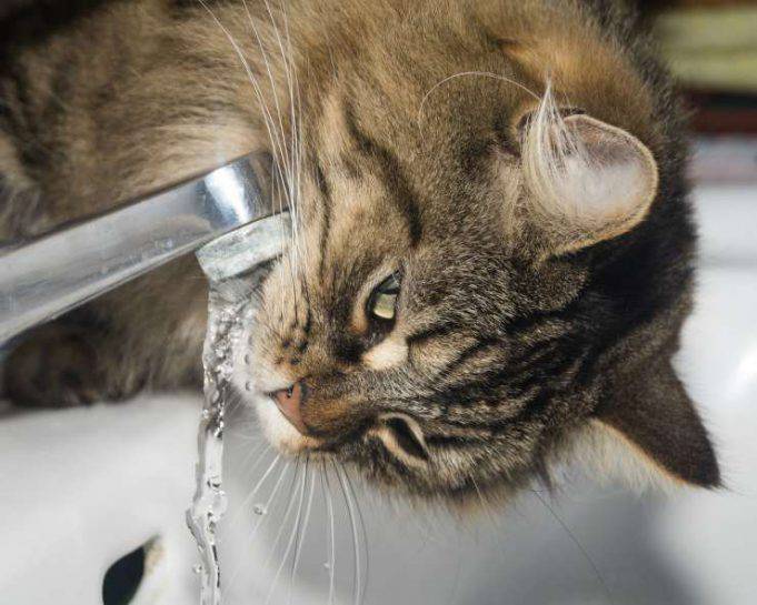 Il gatto beve dal Wc: cause, rischi e rimedi per impedirglielo