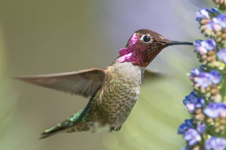 colibri di Anna Flickr