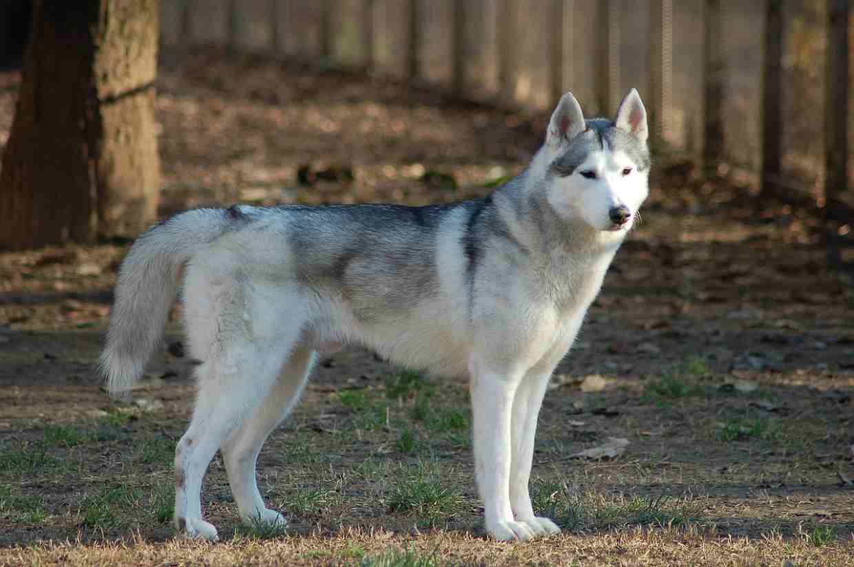 husky-ucciso-da-ignoti-in-sicilia-una-fine-tragica-che-non-sar