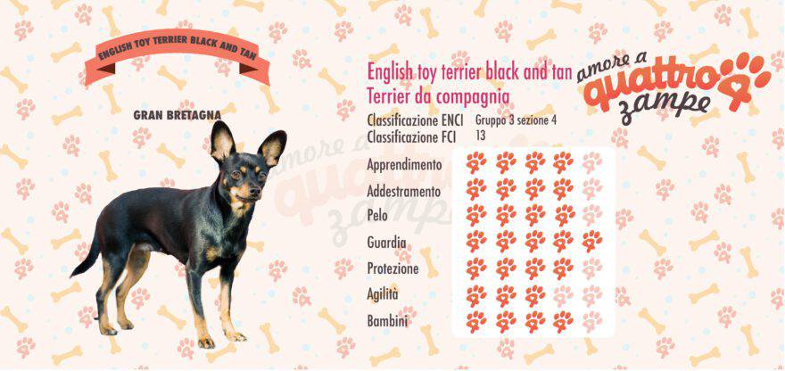 English Toy Terrier Black and Tan scheda razza