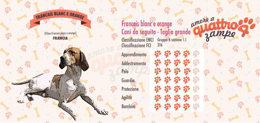 Francais blanc e orange scheda razza