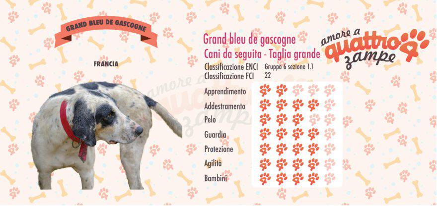 Grand bleu de gascogne scheda razza