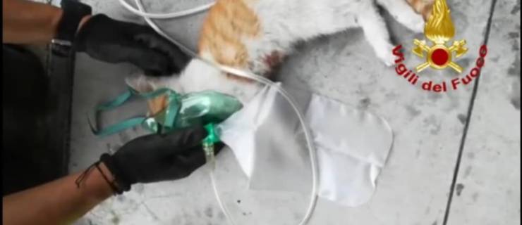 gatto salvato vigili del fuoco