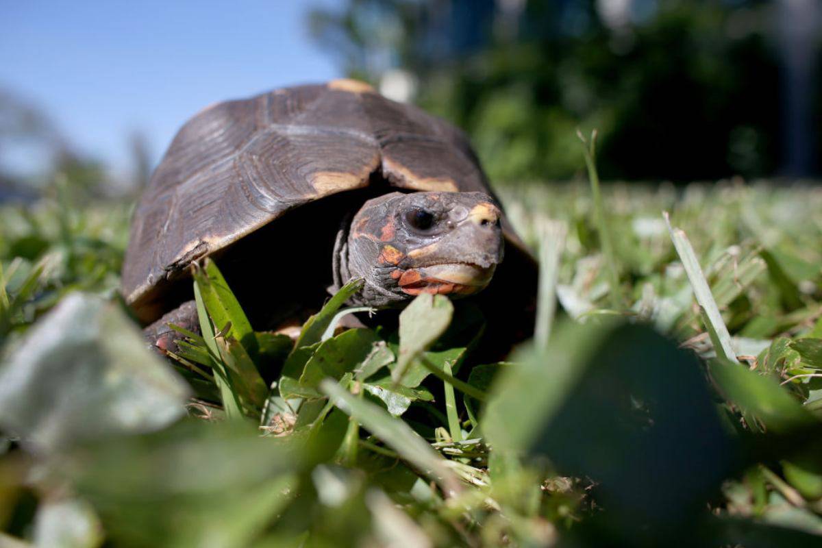 Come realizzare un recinto per le tartarughe di terra nel tuo giardino - GettyImages 464373877 1