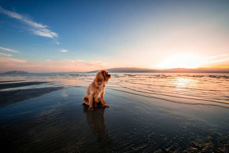 Il cane che guarda il mare (Foto Pixabay)