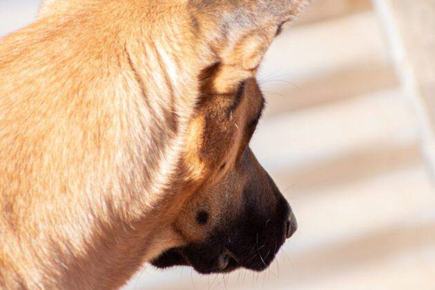 Pallina Sul Collo Del Cane Cause Sintomi E Trattamento