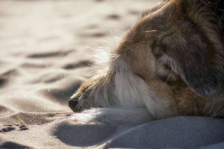 Cane sulla sabbia (Foto Pixabay)