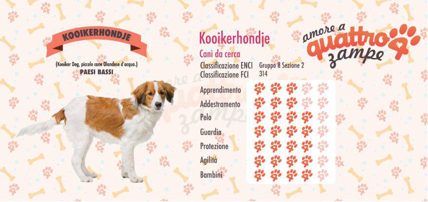 Kooikerhondje scheda razza