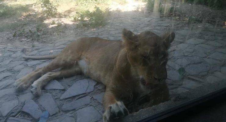 animalisti zoo regione abruzzo