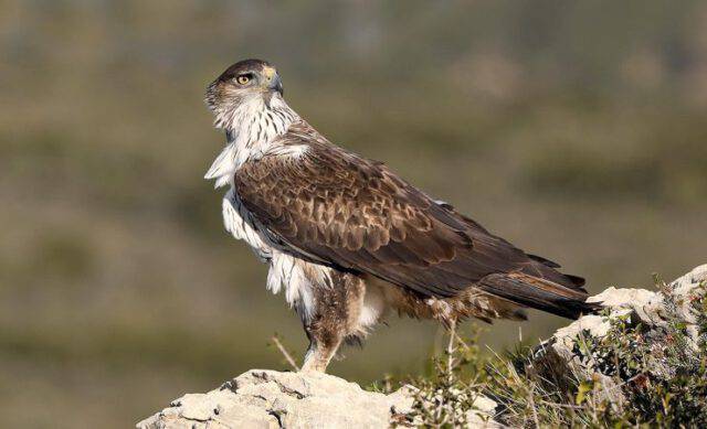 Sardegna, Dalla Spagna Arrivano 7 Aquile Bonelli: Lo Comunica Ispra