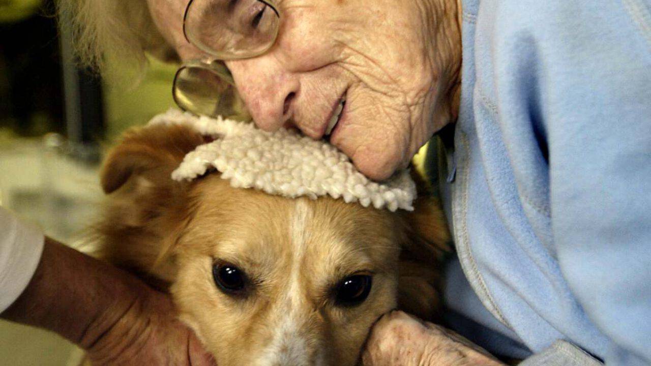 Napoli Un Manifesto D Amore Per Ricordare Il Cane Scomparso Dopo 17 Anni