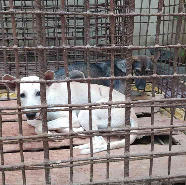 Cani salvati dal mattatoio in Cambogia 