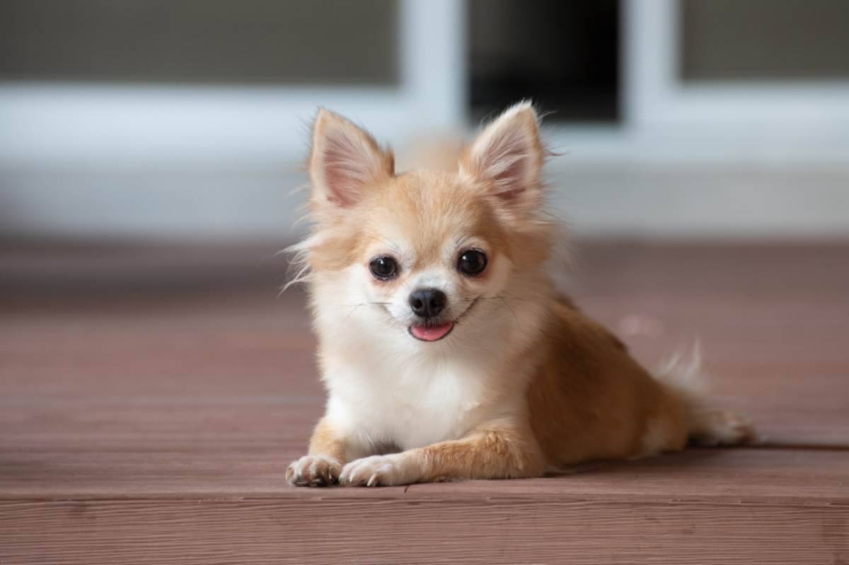 Chihuahua For Sale Near Medway