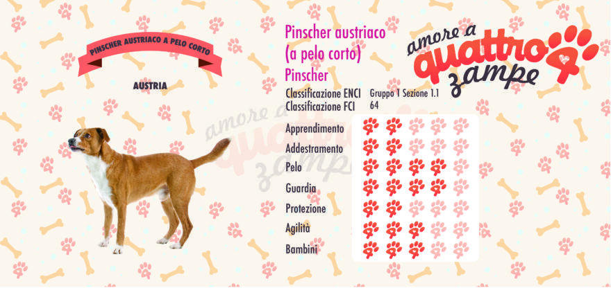 Pinscher Austriaco scheda razza