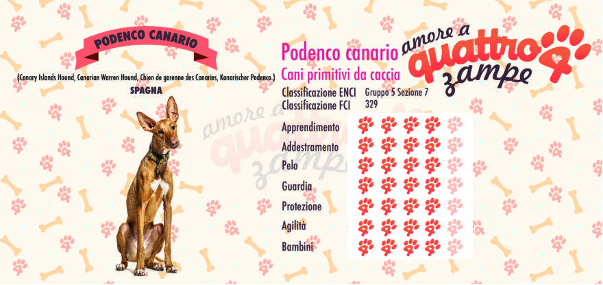 Podenco Canario scheda razza