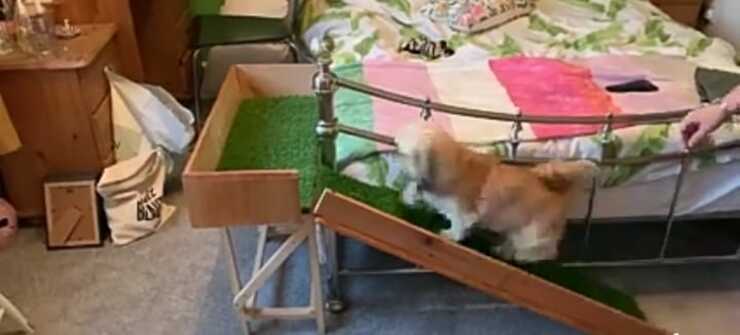 Il cane sulla rampa (Foto video Facebook)