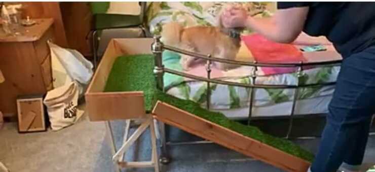 La cagnolina sul letto (Foto video Facebook)