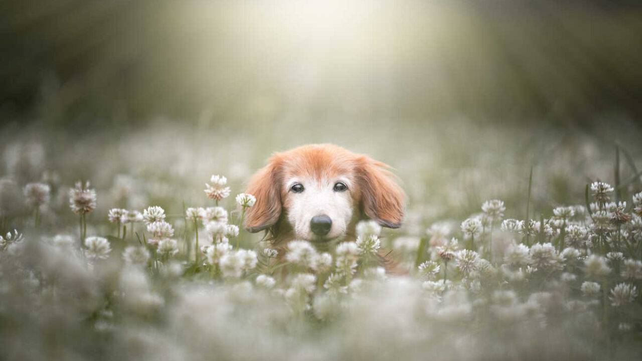 Quando Un Cane Se Ne Va Poesie Per Raccontare La Perdita Di Fido