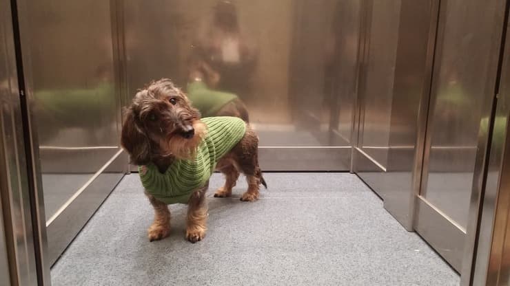 Il cane nell'ascensore condominiale (Foto Adobe Stock)
