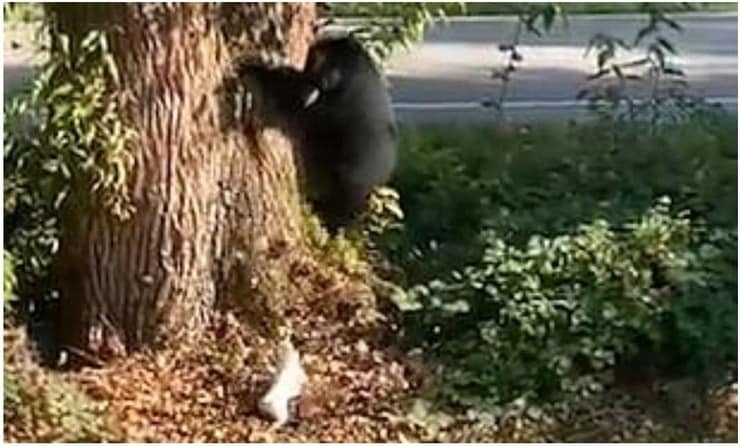 Orso cacciato da un jack russel dal proprio giardino