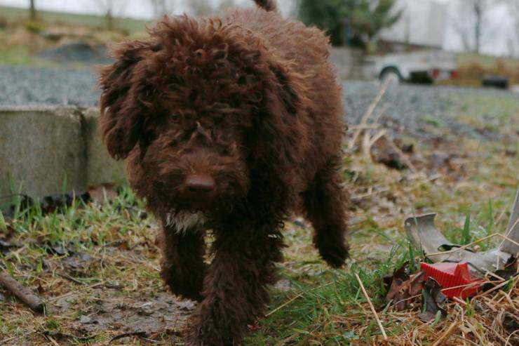 lagotto romagnolo