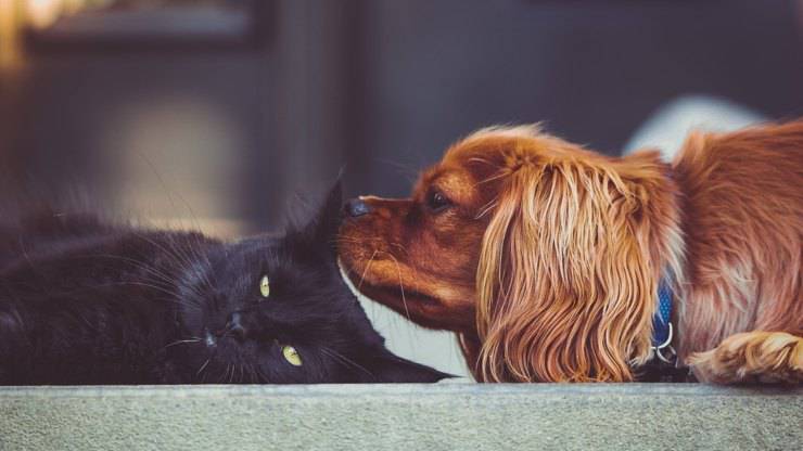 cane gatto vivere ecologico animale domestico