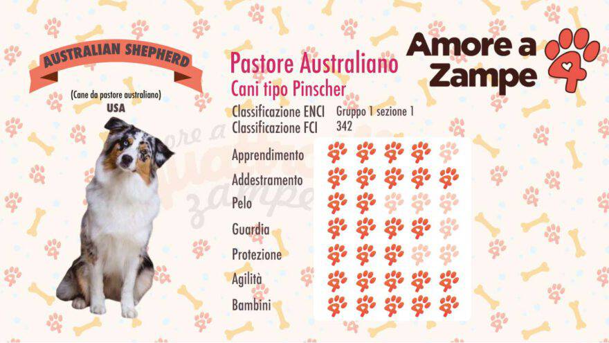 infografica cane australian shepherd new