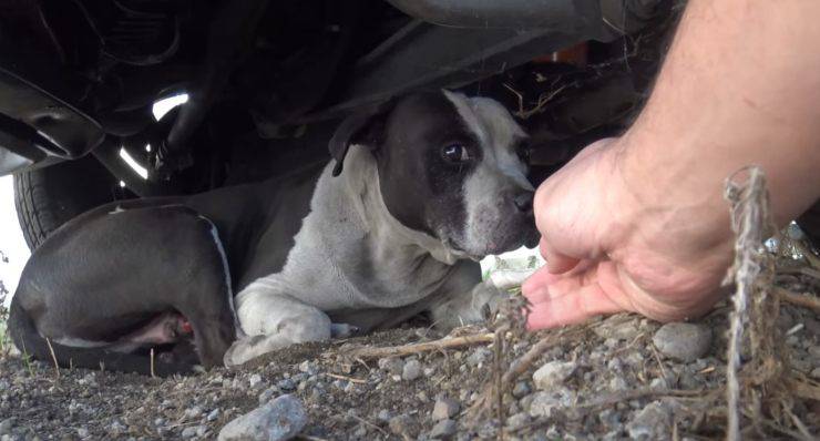 cane con tumore cerca famiglia