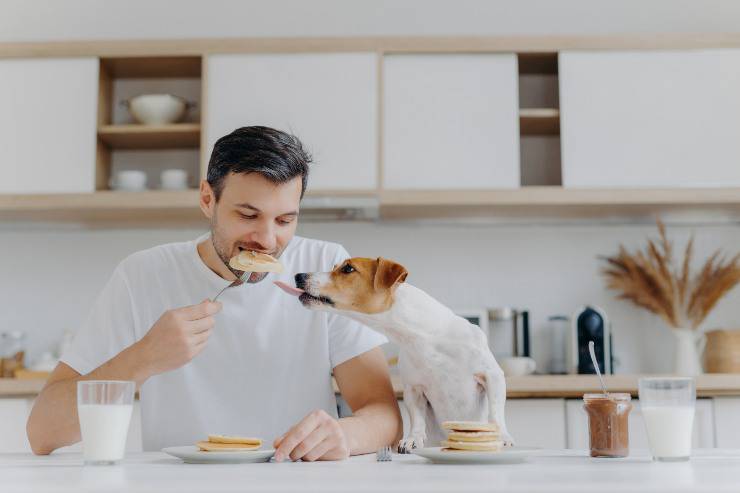 Cane che mangia cibo del padrone