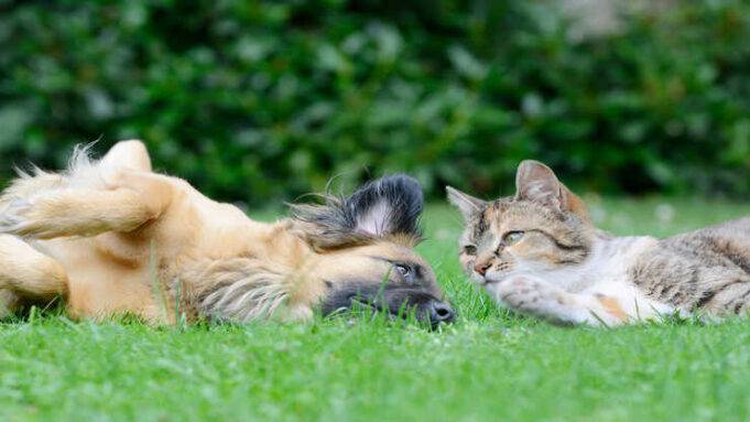 primo incontro cane e gatto