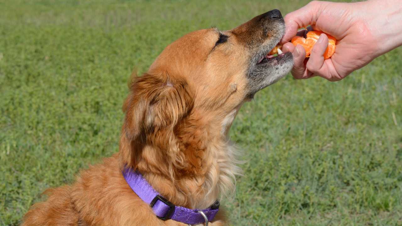 I cani possono mangiare i mandarini?