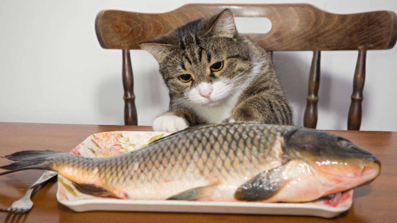 Il gatto può mangiare la pelle del pesce? Vantaggi e svantaggi