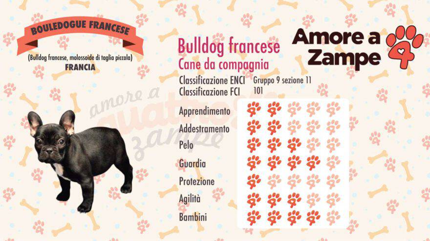 infografica cane bulldog francese bouledogue