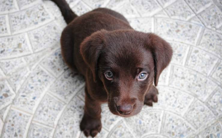 cucciolo di labrador (Foto pixabay)
