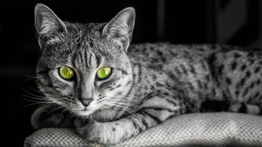 Egyptian Mau