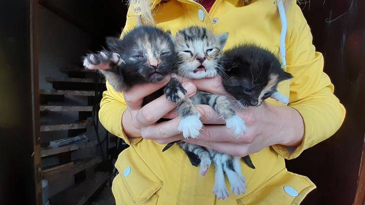 tre gattini trovati fienile