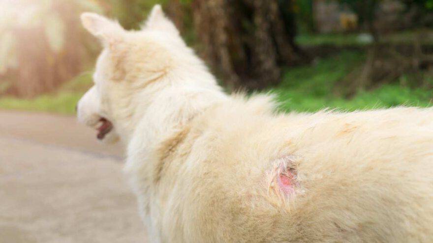 Alimentazione Del Cane Con Dermatite Quando Il Men Di Fido Decisivo