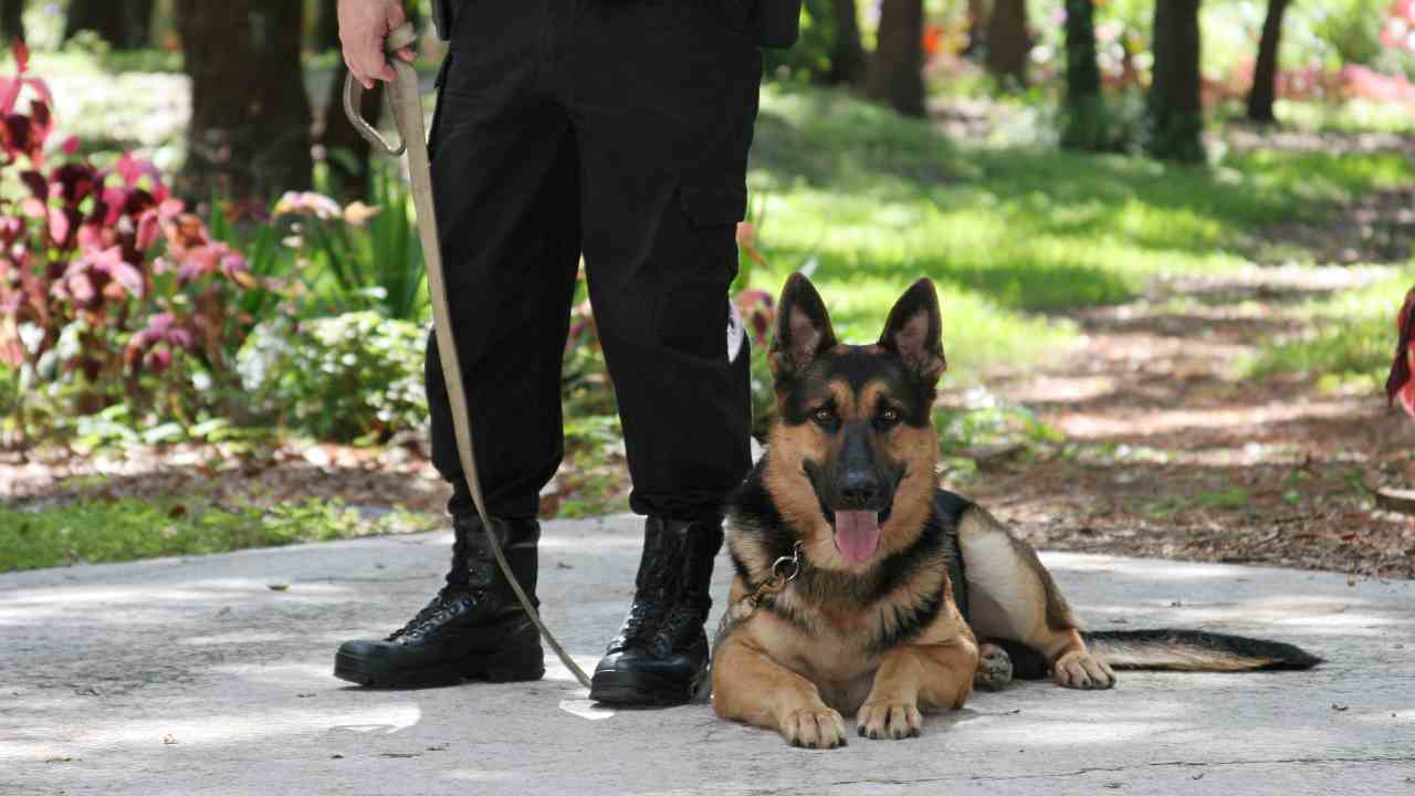 Come adottare un cane poliziotto