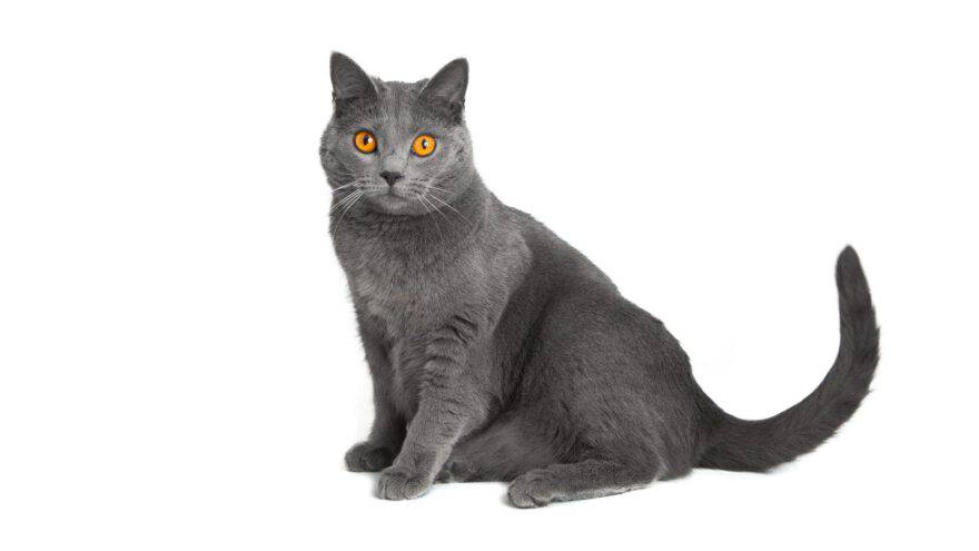 chat chartreux