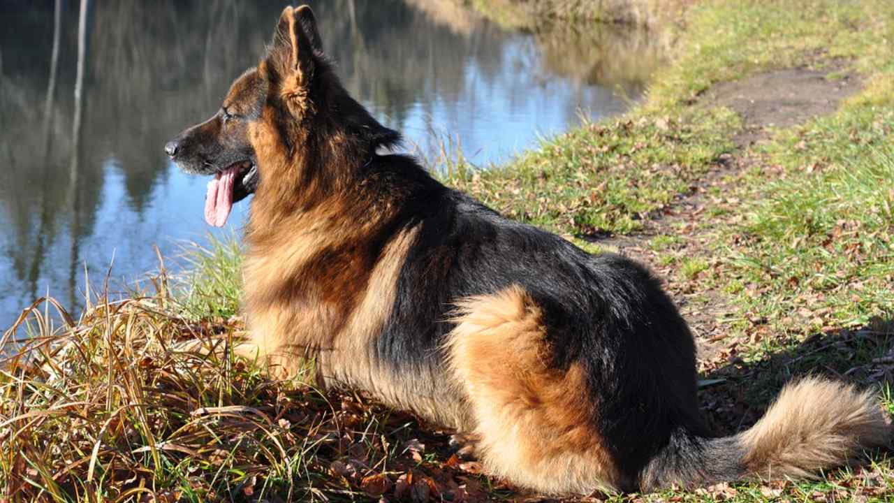 Razze Di Cani Compatibili Con Il Pastore Tedesco I Coinquilini Perfetti