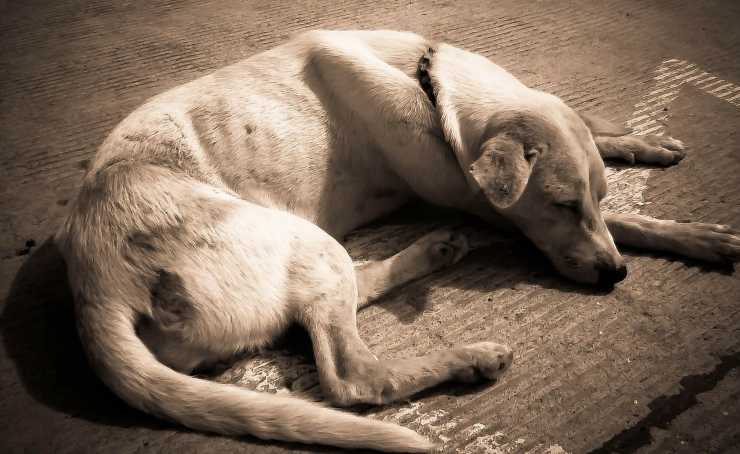 Cane triste (Foto Pixabay)