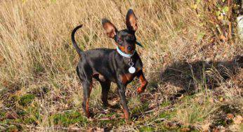 Adottare un Pinscher Nano: tutti i motivi e qual è il suo padrone ideale
