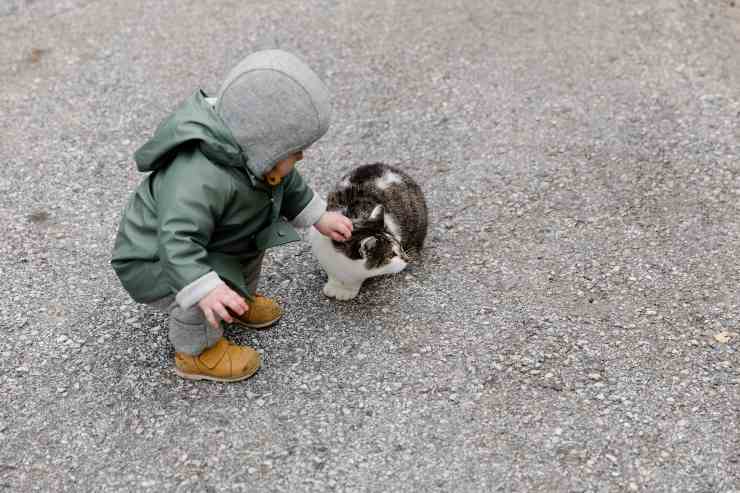 Il comportamento del gatto