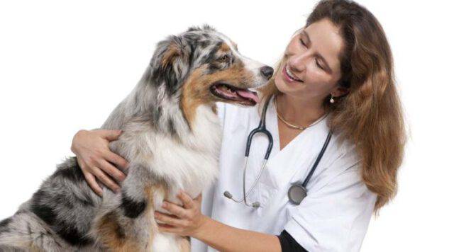 Tracheite nel cane cos'è, cause, i sintomi e cura della tosse nel cane