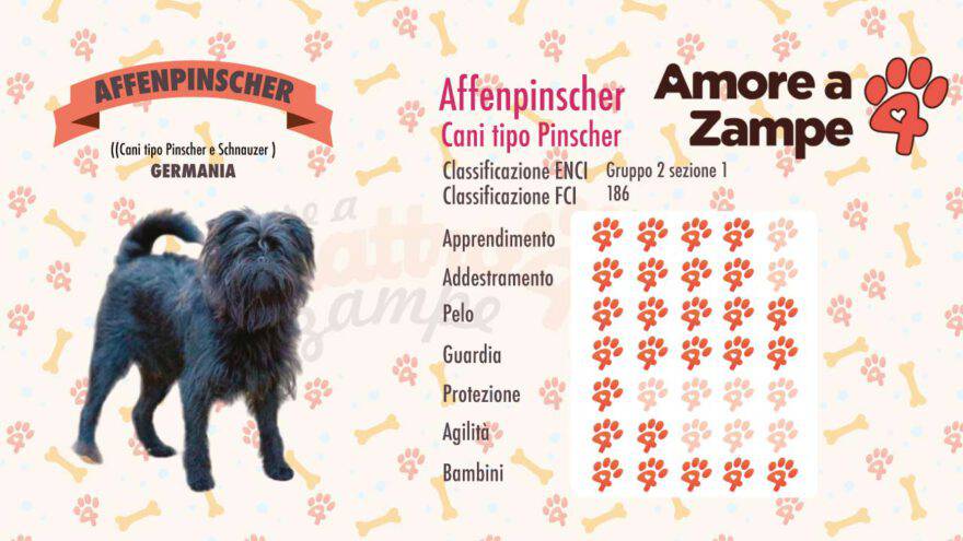 infografica cane AFFENPINSCHER new